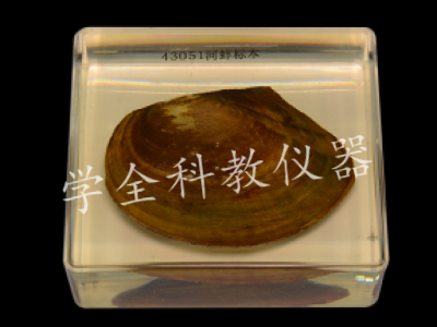 河蚌浸制標(biāo)本