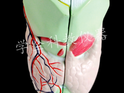 喉解剖模型