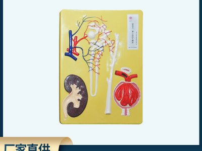 腎單位、腎小體模型 初中高中生物實(shí)驗(yàn)器材 中學(xué)教學(xué)儀器