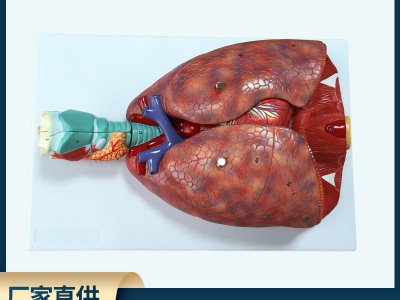 自然人體喉心肺模型 人體呼吸系統(tǒng)模型 喉嚨 心臟 肺部解剖模型