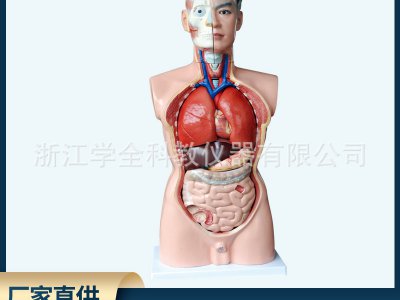 男性軀干人體器官模型人體內(nèi)臟教學(xué)模型人體模型85cm高