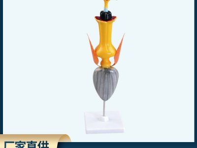 學(xué)全太陽花模型結(jié)構(gòu)直觀展示模型生物教學(xué)演示用