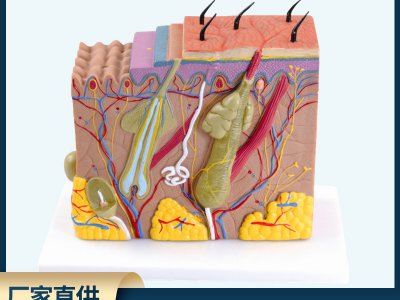 立體皮膚模型皮膚組織結(jié)構(gòu)放大70倍人體皮膚醫(yī)學(xué)教學(xué)