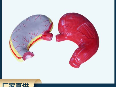 胃解剖模型生物模型初高中生物實驗器材中學(xué)生物教學(xué)儀器