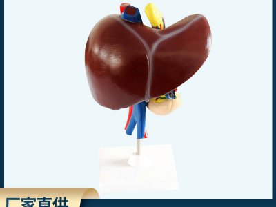 肝、十二指腸、胰臟模型 自然大生物醫(yī)療解剖