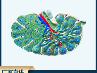 廠家直銷淋巴結(jié)放大模型 生物醫(yī)療初高中教學(xué)模型