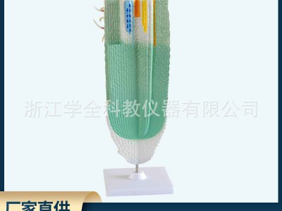 根縱剖模型植物根結(jié)構(gòu)展示模型 高中初中生物教學(xué)模型